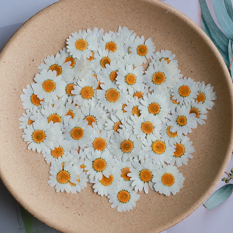 60X Pressed Dried Natural Whit - مراجعة Body Jewelry Display Case وسعره