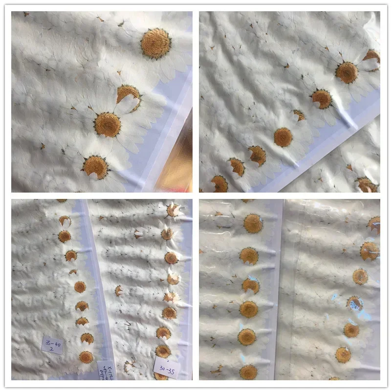 60X Pressed Dried Natural Whit - مراجعة Body Jewelry Display Case وسعره