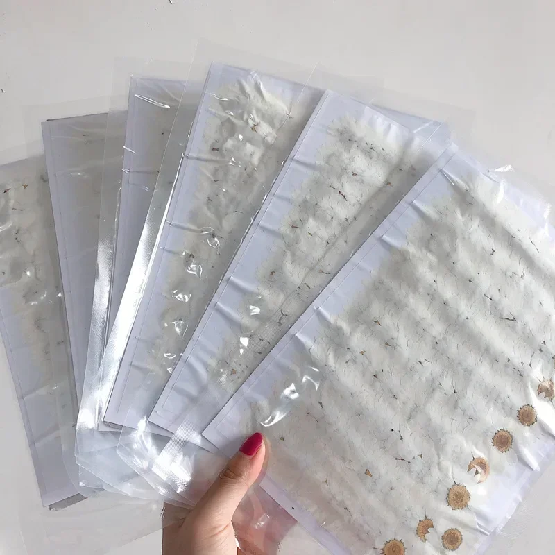 60X Pressed Dried Natural Whit - مراجعة Body Jewelry Display Case وسعره