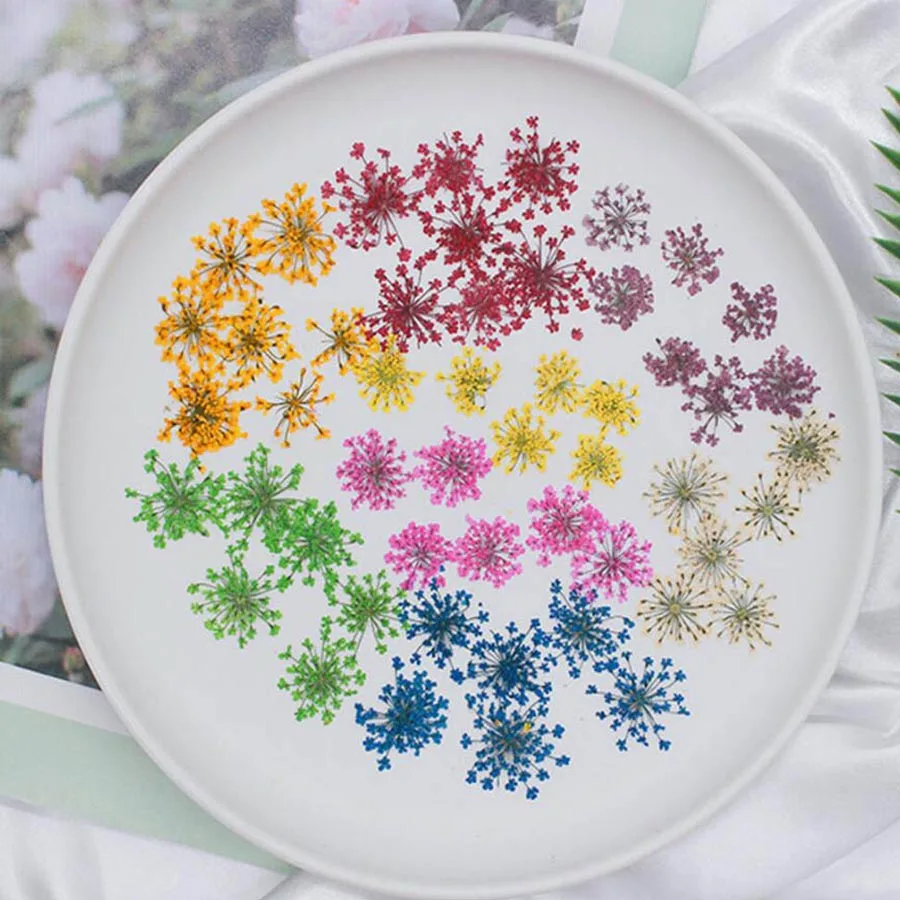 60pcs Pressed Dried 20-25mm Am - مراجعة Body Jewelry Display Case وسعره