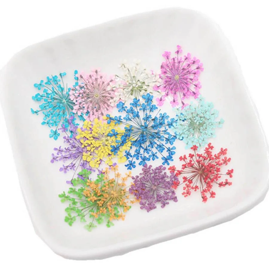 60pcs Pressed Dried 20-25mm Am - مراجعة Body Jewelry Display Case وسعره
