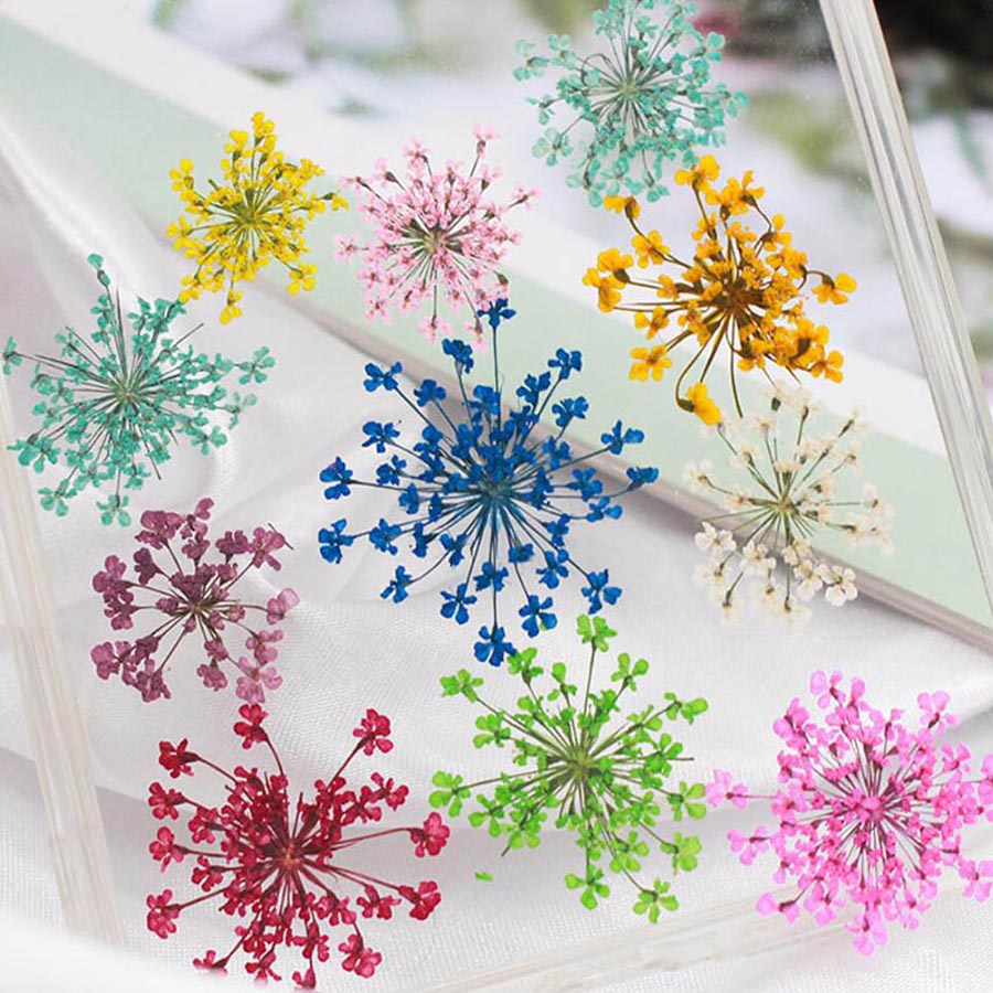 60pcs Pressed Dried 15-20mm Am - مراجعة Body Jewelry Display Case وسعره