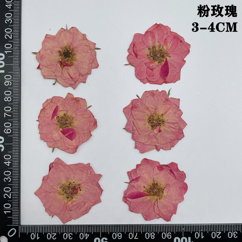 60pcs Pressed Dried Red Yellow - مراجعة Body Jewelry Display Case وسعره