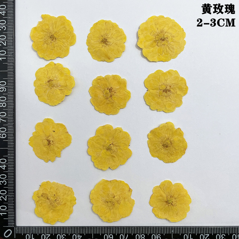 60pcs Pressed Dried Red Yellow - مراجعة Body Jewelry Display Case وسعره