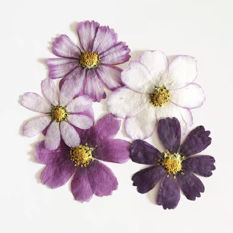 60pcs Pressed Dried Cosmos Flo - مراجعة Body Jewelry Display Case وسعره